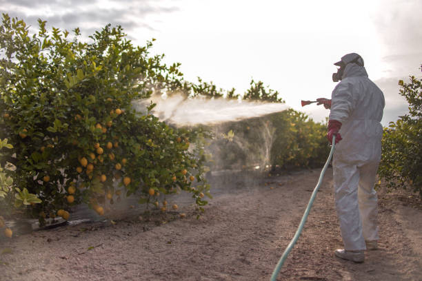 Best Local Pest Control Services  in Murphy, TX