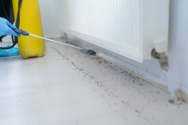 Professional Pest Control in Murphy, TX
