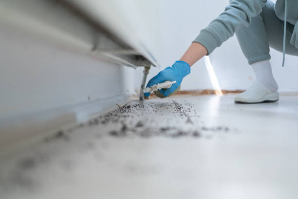 Trusted Murphy, TX Pest Control Experts